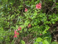 Rhododendron kaempferi