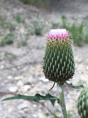 Cirsium engelmannii