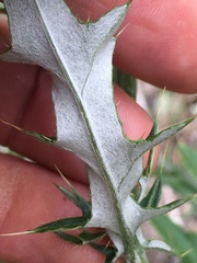 Cirsium engelmannii