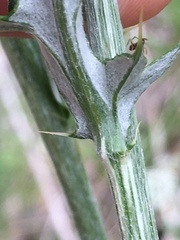 Cirsium engelmannii