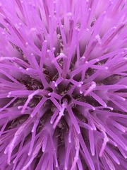Cirsium engelmannii
