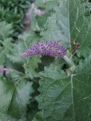 Salvia verticillata