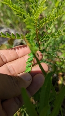 Astragalus crassicarpus
