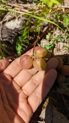 Astragalus crassicarpus
