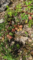 Astragalus crassicarpus
