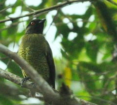 Carpornis melanocephala