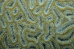 Dichocoenia stokesii