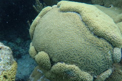 Dichocoenia stokesii