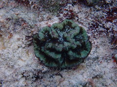 Isophyllia sinuosa