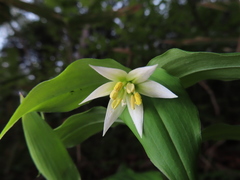 Disporum smilacinum