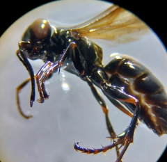 Lyroda
