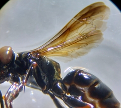 Lyroda