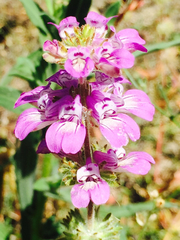Collinsia tinctoria