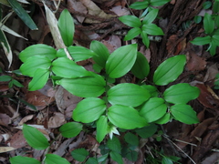Disporum smilacinum