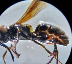 Lyroda