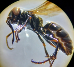 Lyroda