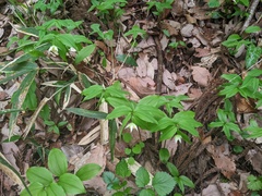 Disporum smilacinum
