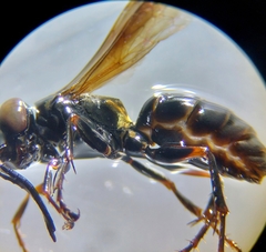 Lyroda
