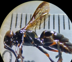 Lyroda