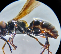 Lyroda