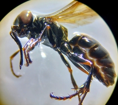 Lyroda