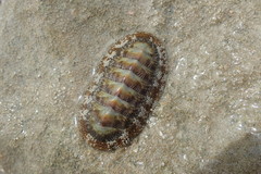 Chiton tuberculatus