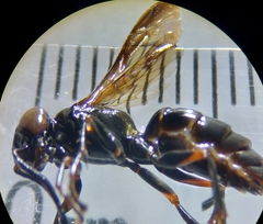 Lyroda