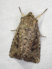 Dasygaster nephelistis