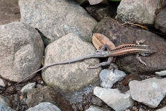 Medopheos edracanthus