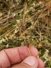 Carex serratodens