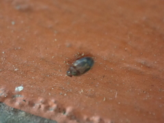 Stelidota geminata