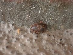 Stelidota geminata