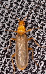 Rhagonycha nigrohumeralis