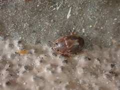 Stelidota geminata