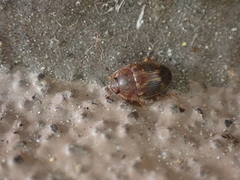 Stelidota geminata