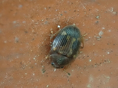Stelidota geminata