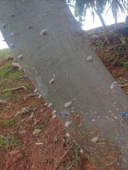 Zanthoxylum martinicense