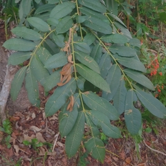 Zanthoxylum martinicense