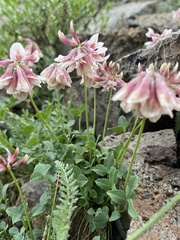 Trifolium haydenii