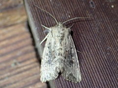 Dasygaster nephelistis