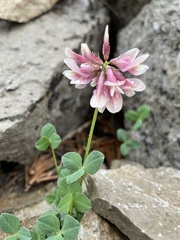 Trifolium haydenii