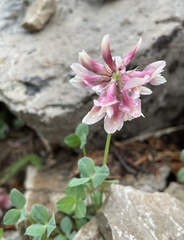 Trifolium haydenii