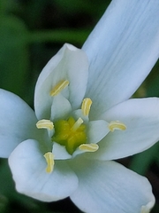 Ornithogalum umbellatum