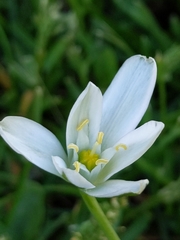 Ornithogalum umbellatum