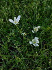 Ornithogalum umbellatum