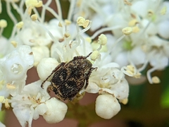 Valgus canaliculatus