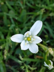 Ornithogalum umbellatum