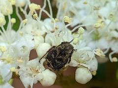 Valgus canaliculatus