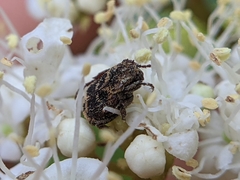 Valgus canaliculatus