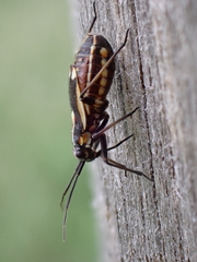 Capsodes